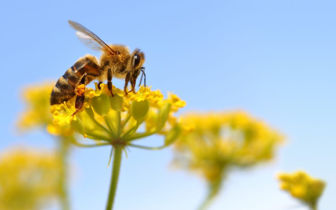 E-Mail-Aktion zur Rettung der Bienen!